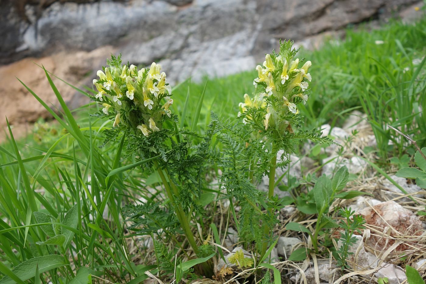 Image of Pedicularis condensata specimen.