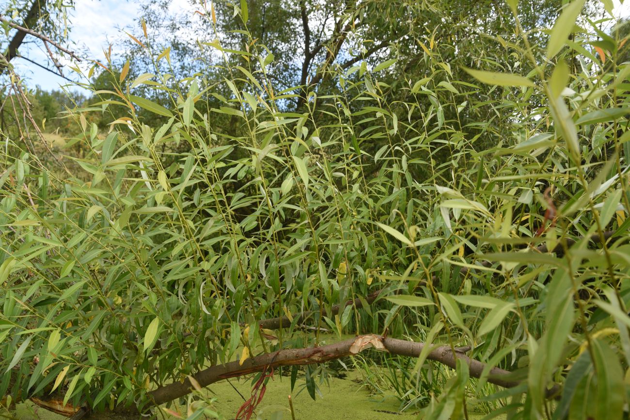 Image of genus Salix specimen.