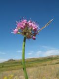 Allium montanostepposum. Верхушка побега с соцветием. Казахстан, Восточно-Казахстанская обл., Уланский р-н, Калбинское нагорье, массив Айыртау, степь на гранитной крошке. 29 июня 2024 г.