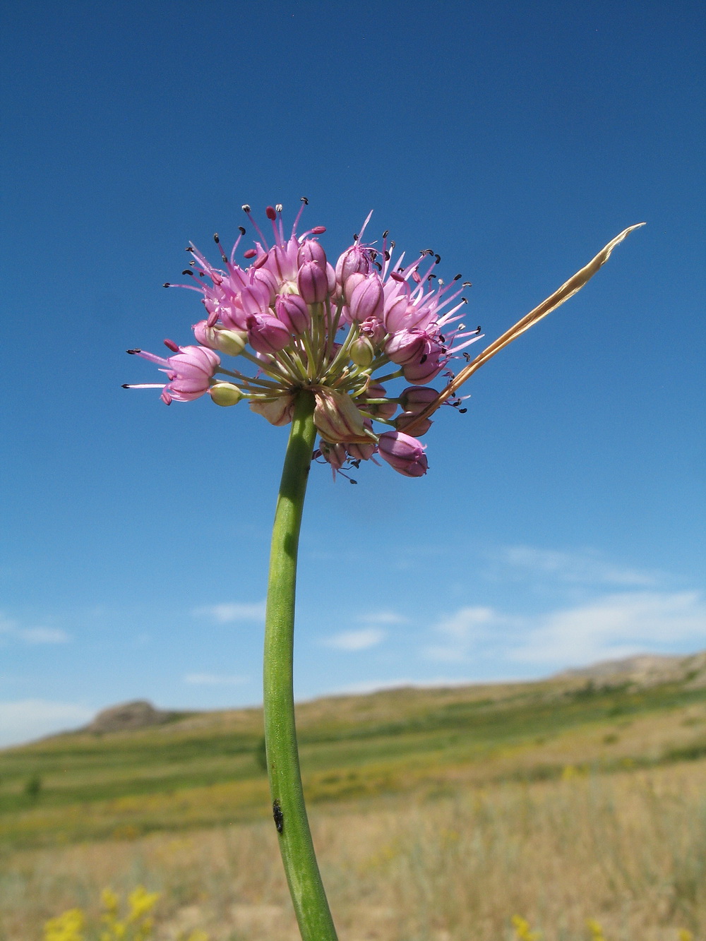 Image of Allium montanostepposum specimen.