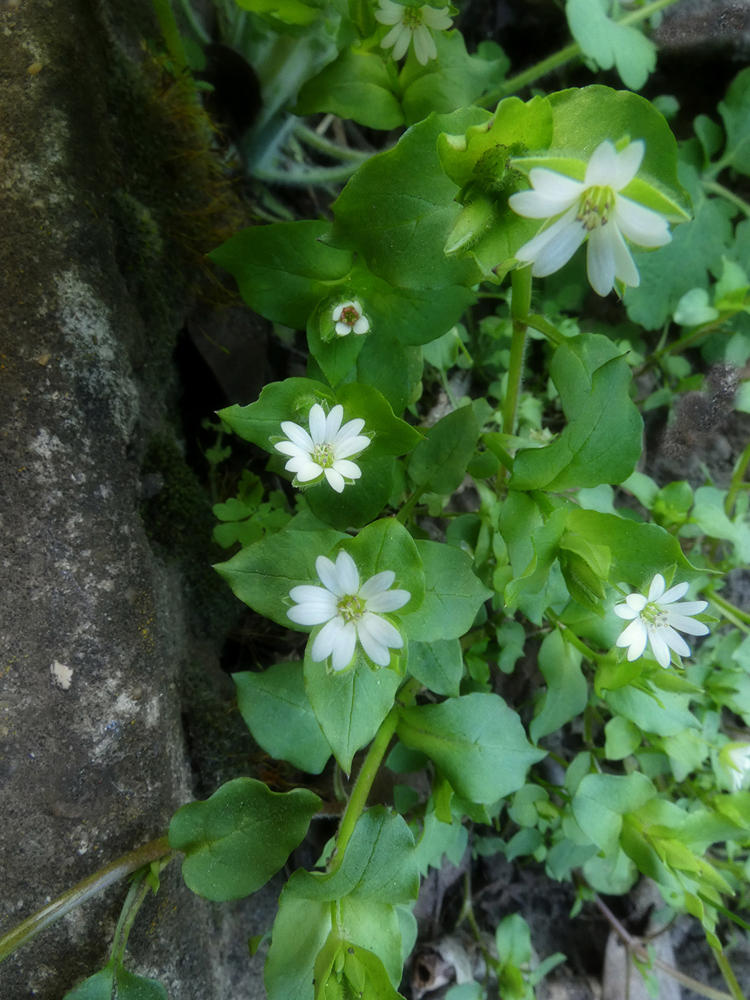 Image of Stellaria media specimen.