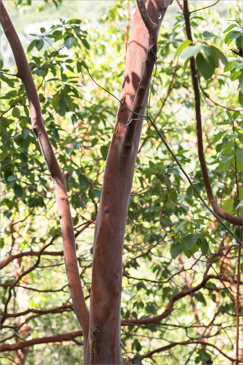 Image of Arbutus andrachne specimen.