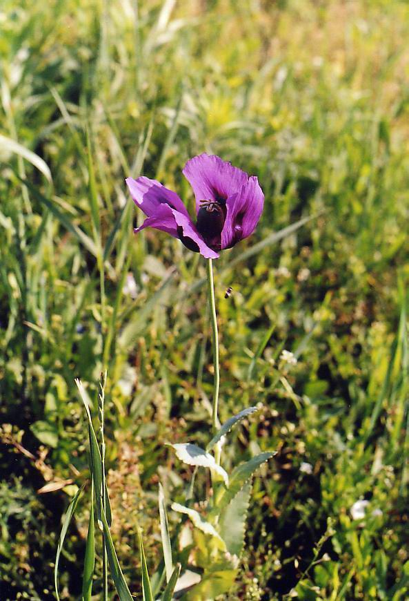 Image of Papaver somniferum specimen.