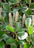 Salix arctica