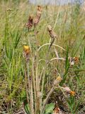 Taraxacum serotinum. Соцветия на разной стадии развития. Ульяновская обл., Мелекесский р-н, окр. с. Вишенка, остепнённый правый береговой склон р. Бирля. 29.07.2023.