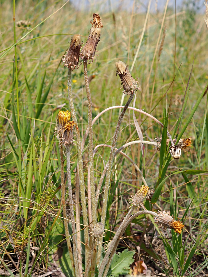 Image of Taraxacum serotinum specimen.