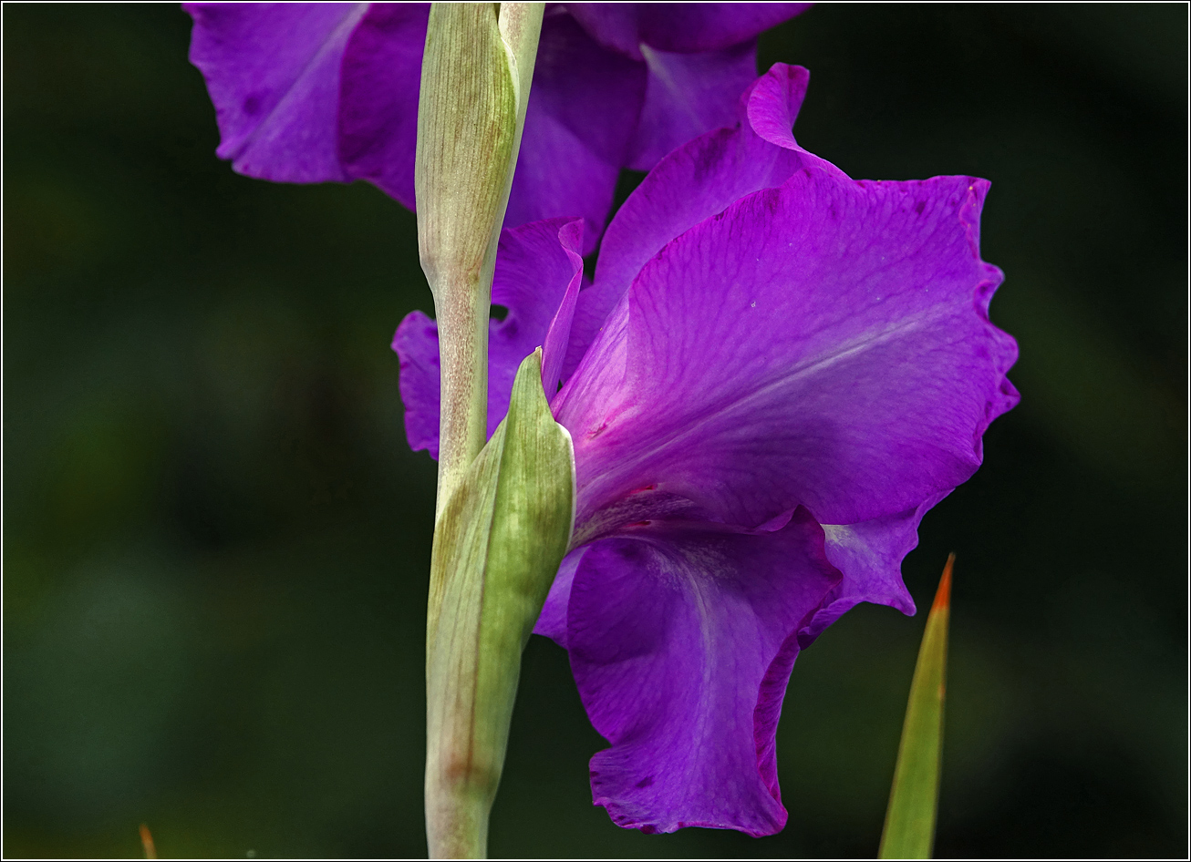 Изображение особи Gladiolus &times; gandavensis.