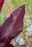 Rumex aquaticus