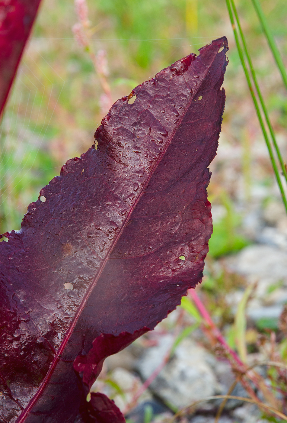 Image of Rumex aquaticus specimen.