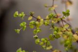 Euphorbia stricta