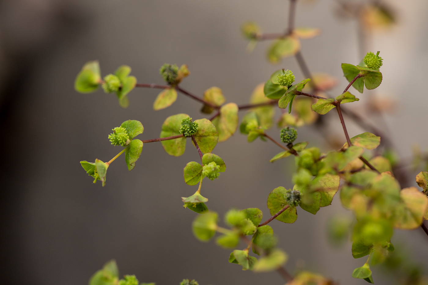 Изображение особи Euphorbia stricta.