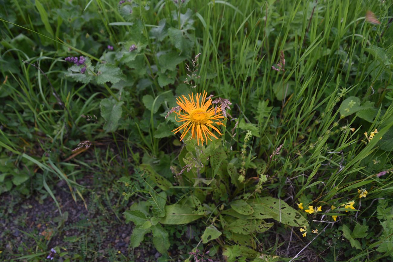 Изображение особи Inula orientalis.