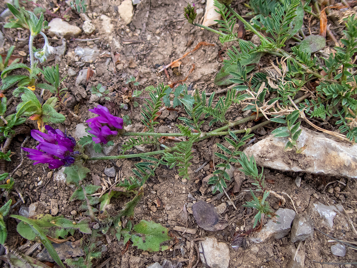 Изображение особи Astragalus onobrychis.