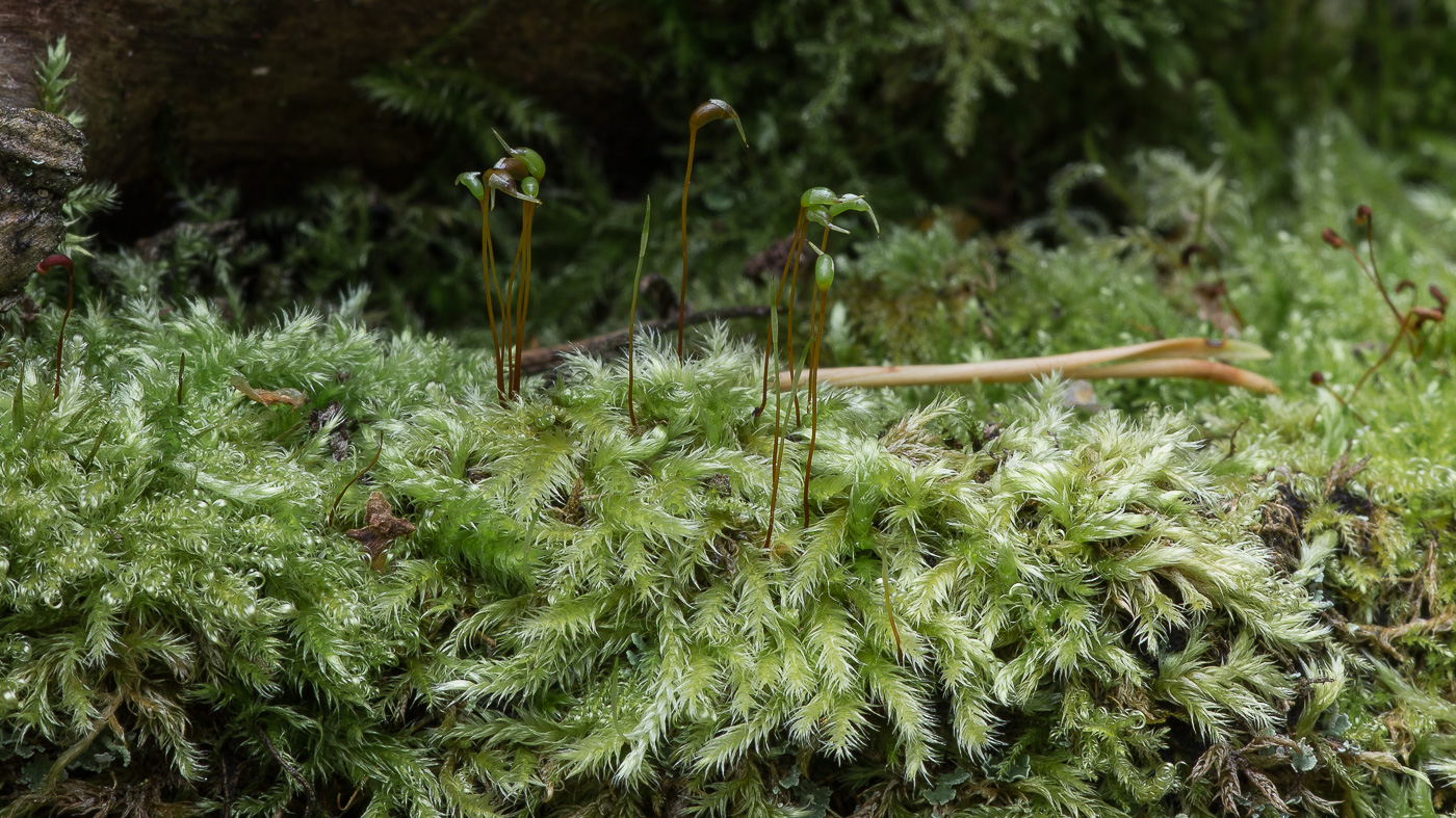 Image of familia Brachytheciaceae specimen.