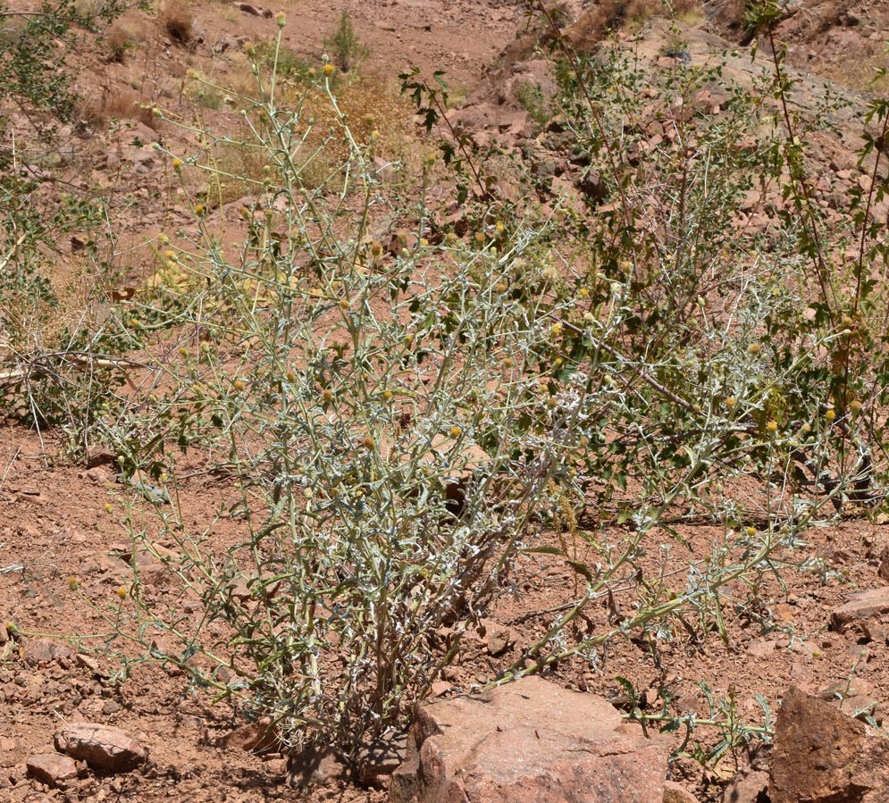 Image of Pulicaria salviifolia specimen.