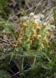 Pedicularis sibirica. Верхушки доцветающих побегов. Башкирия, Учалинский р-н, Тунгатаровский сельсовет, окр. дер. Яльчигулово, хр. Нурали, в трещине скалы. 26 мая 2024 г.