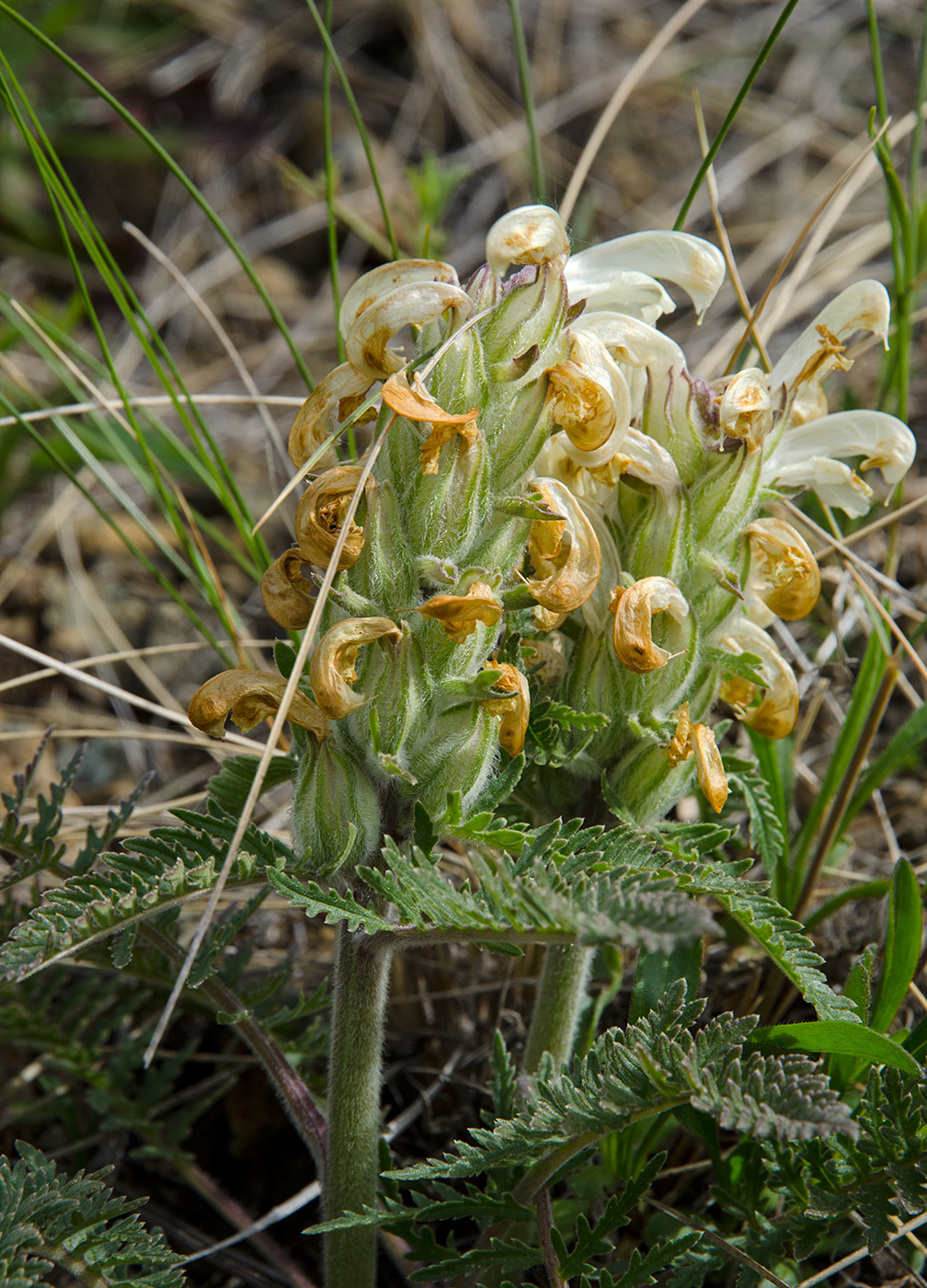 Изображение особи Pedicularis sibirica.