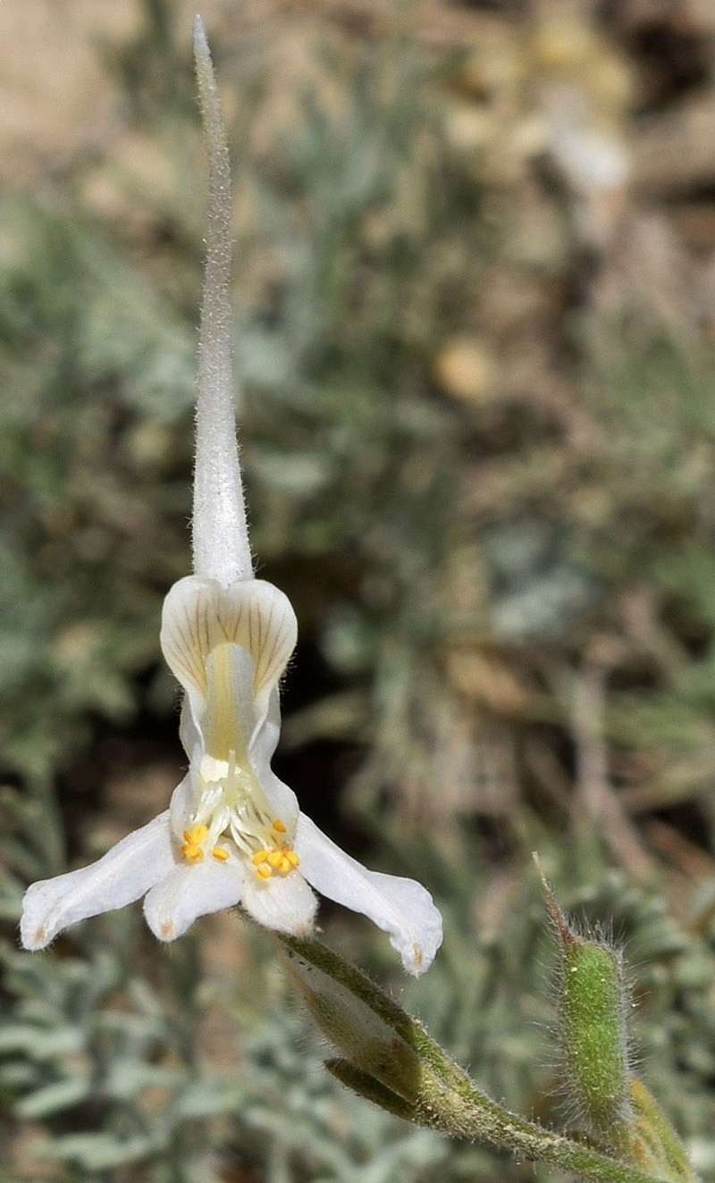 Image of Delphinium stocksianum specimen.