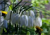 Fritillaria meleagris. Цветки ('Alba'). Московская обл., Раменский р-н, окр. дер. Хрипань, садовый участок. 14.05.2024.