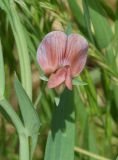 Lathyrus cicera