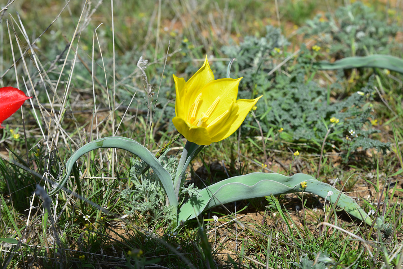 Изображение особи Tulipa suaveolens.