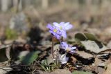 View full-size image Hepatica nobilis
