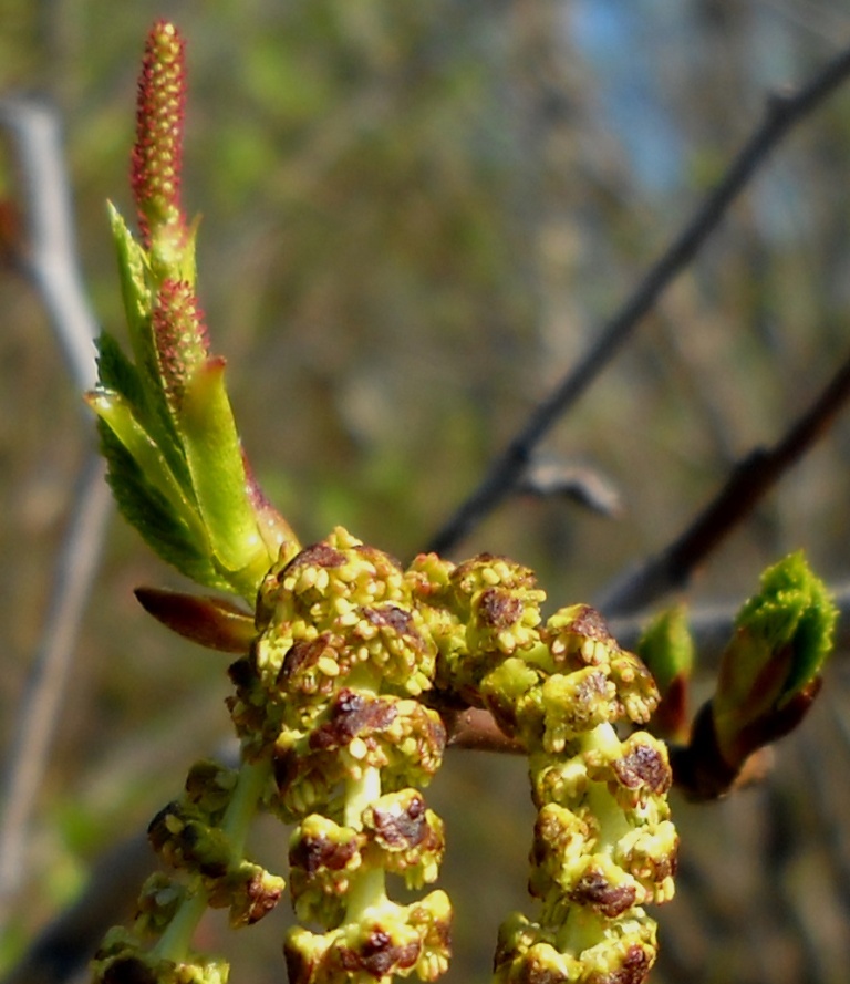 Image of Alnus incana specimen.