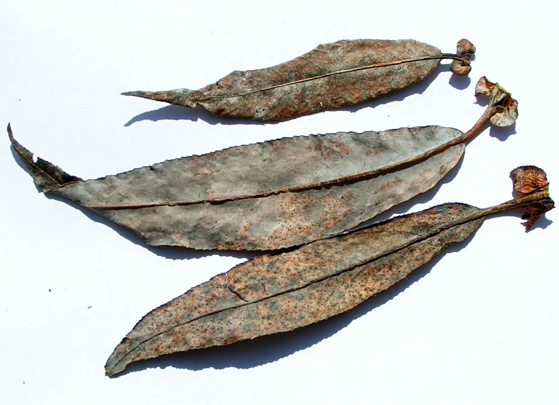 Image of Salix rorida specimen.