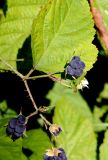 View full-size image Rubus caesius