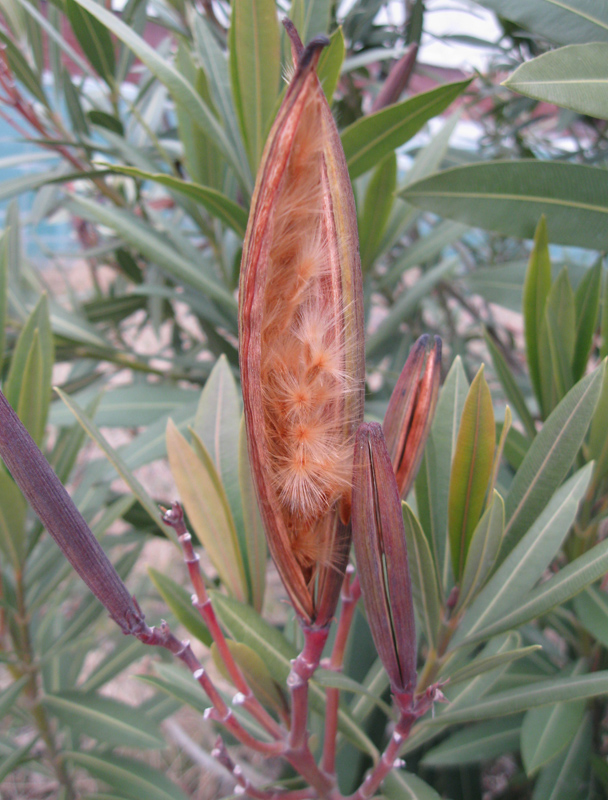 Image of Nerium oleander specimen.