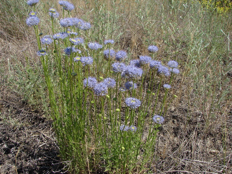 Image of Jasione montana specimen.