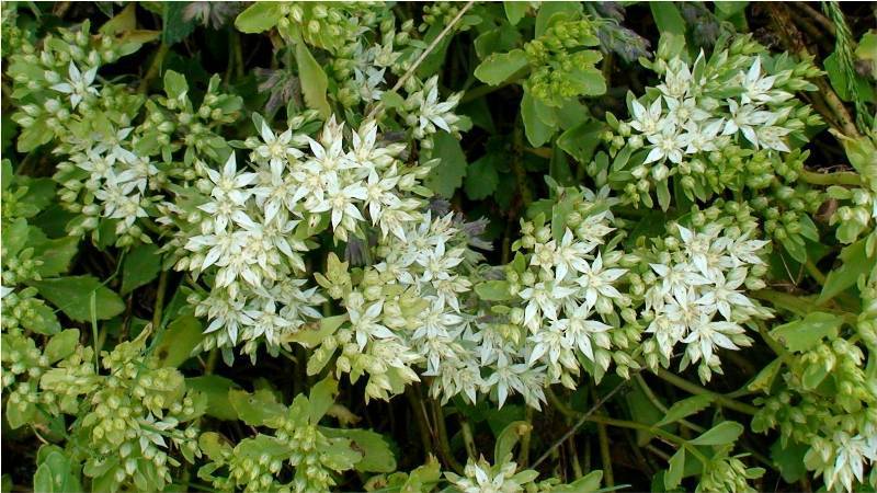 Изображение особи Sedum oppositifolium.