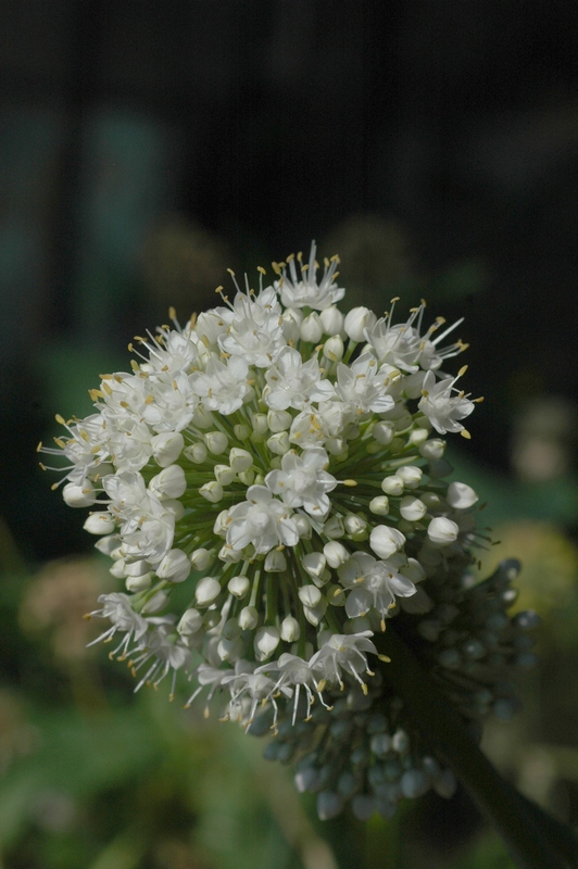 Image of Allium galanthum specimen.