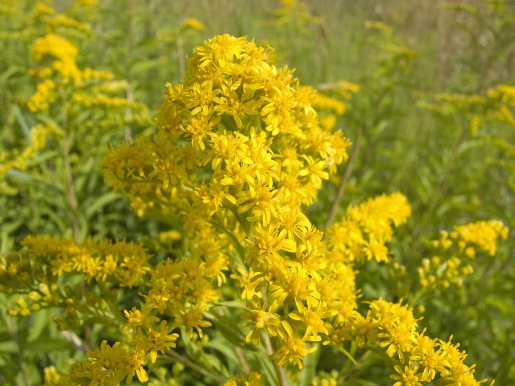 Изображение особи Solidago gigantea.