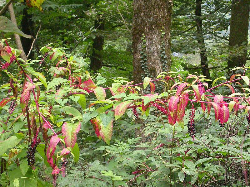 Image of Phytolacca americana specimen.