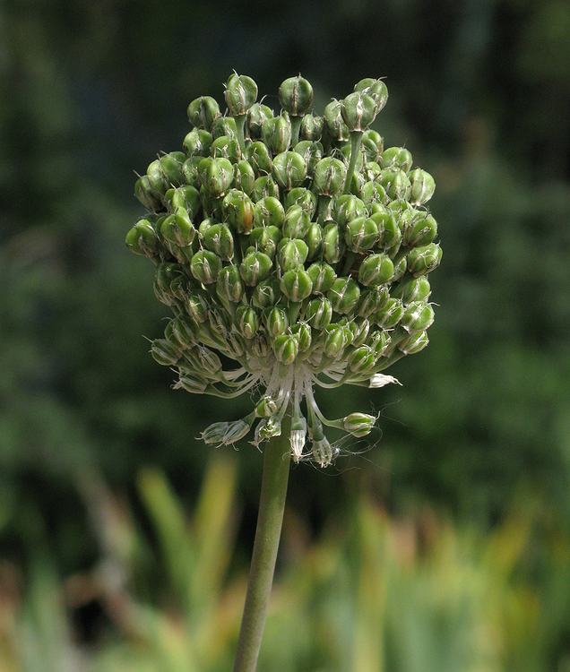 Image of Allium affine specimen.