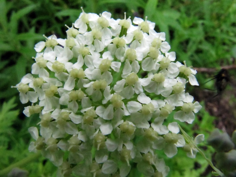 Image of Pleurospermum uralense specimen.