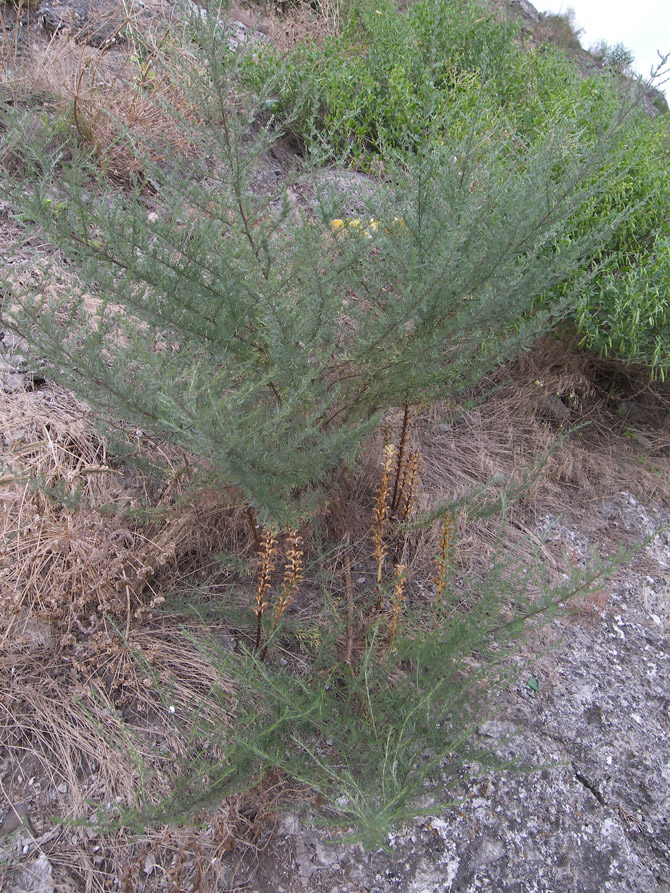 Image of Orobanche cumana specimen.