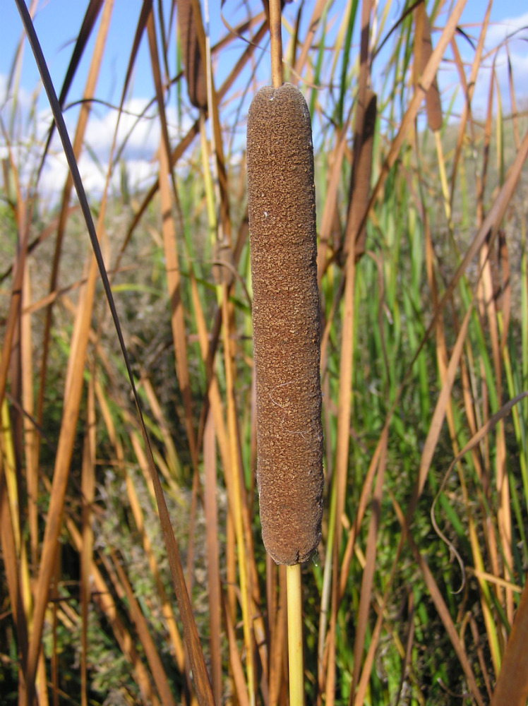 Изображение особи Typha angustifolia.