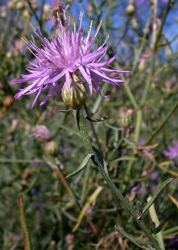 Изображение особи Centaurea majorovii.