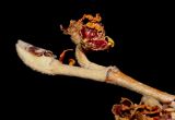 Hamamelis × intermedia. Верхушка отцветшей ветки. Германия, г. Кемпен, в культуре. 11.03.2012.