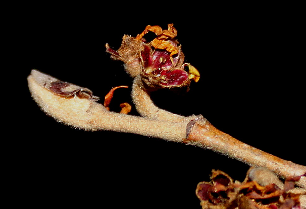 Image of Hamamelis &times; intermedia specimen.