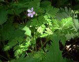 Geranium robertianum. Верхушка стебля с цветком и бутонами. Орловская обл., Дмитровский р-н, окр. дер. Долбенькино. 4 июня 2006 г.