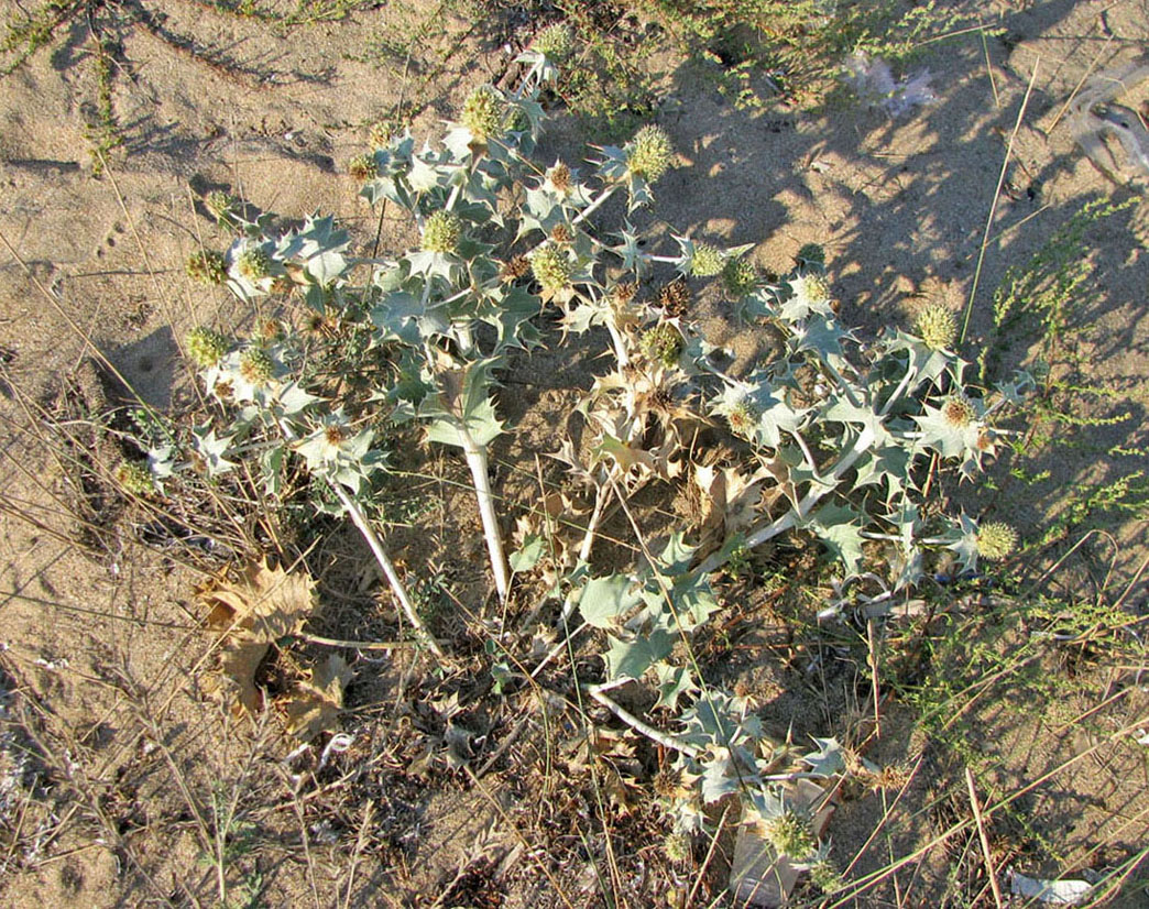 Изображение особи Eryngium maritimum.