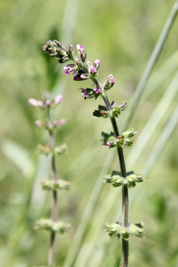 Image of Salvia verbenaca specimen.