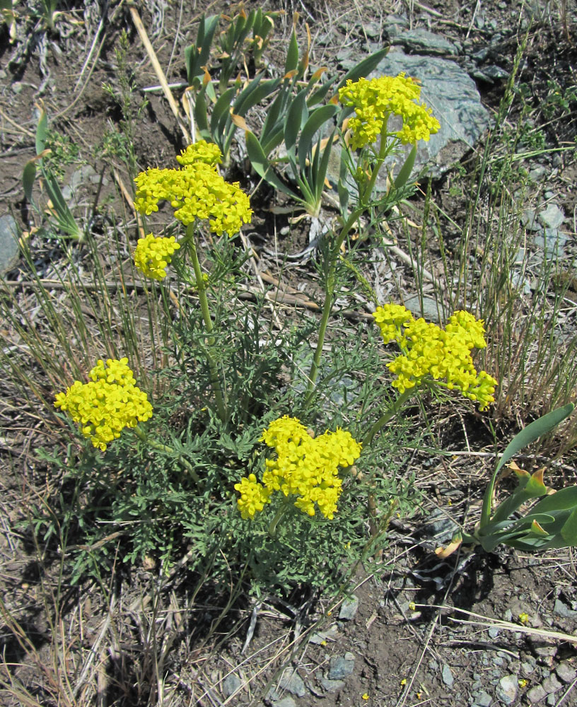 Image of Patrinia intermedia specimen.