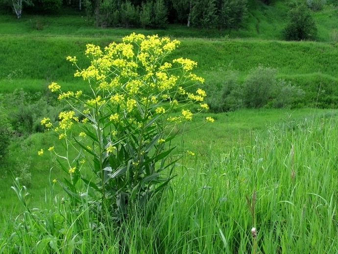 Image of Bunias orientalis specimen.