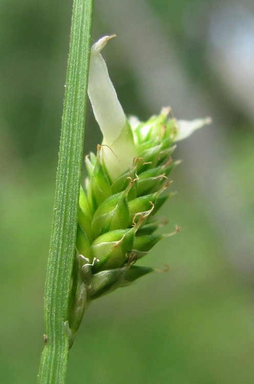 Image of Carex canescens specimen.