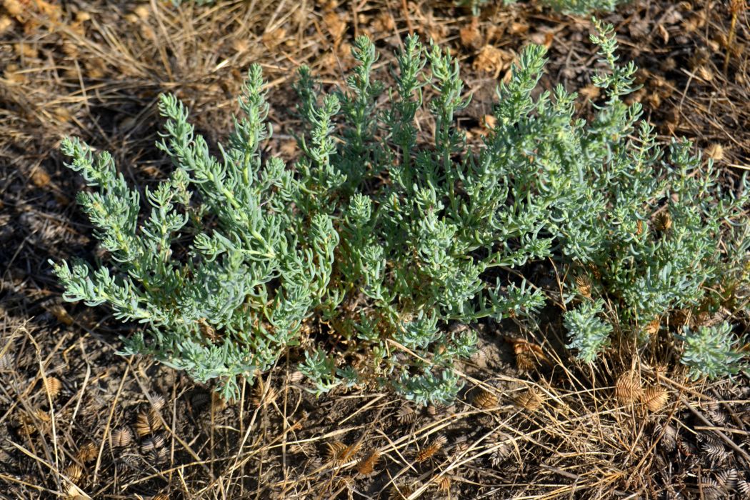 Image of genus Suaeda specimen.