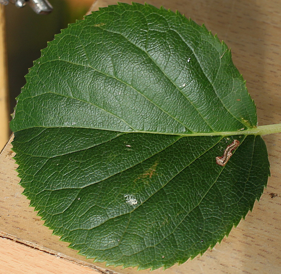 Изображение особи Hydrangea petiolaris.